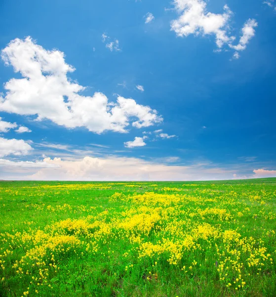 Yellow flowers field — Stock Photo, Image