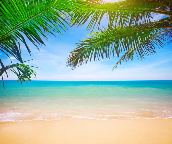 Palm and tropical beach Royalty Free Stock Photos