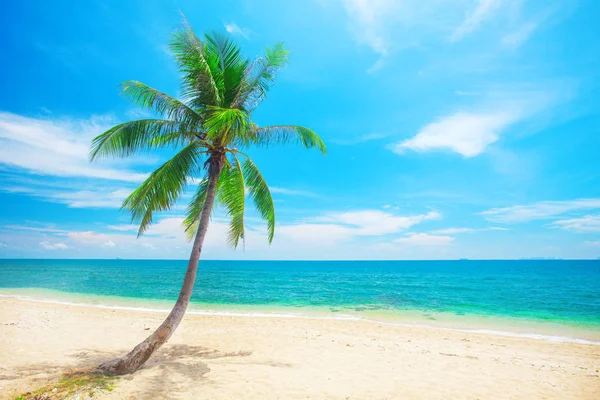 Praia tropical com palma — Fotografia de Stock