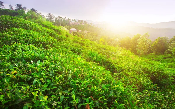 Campos verdes de té Fotos de stock