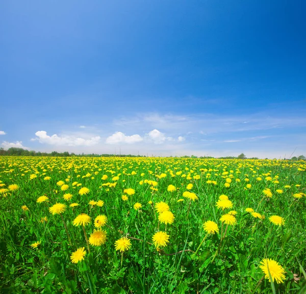 黄色の花のフィールド — ストック写真