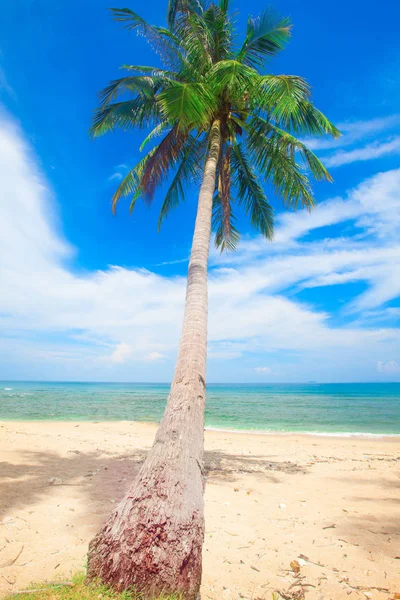 Tropische strand met kokospalm — Stockfoto