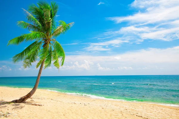 Пляж с кокосовыми пальмами — стоковое фото