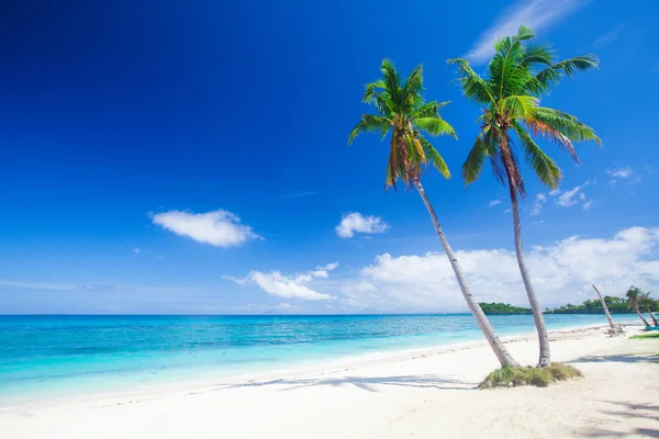 Stranden med kokos palmer — Stockfoto