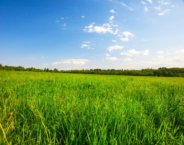 Campo verde con fiori — Foto Stock