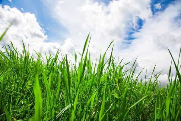 Trawa zielony lato — Zdjęcie stockowe