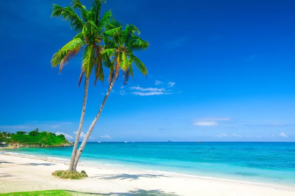 Cocoteros en la playa — Foto de Stock