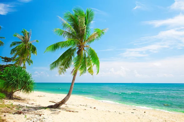 椰子树海滩上 — 图库照片