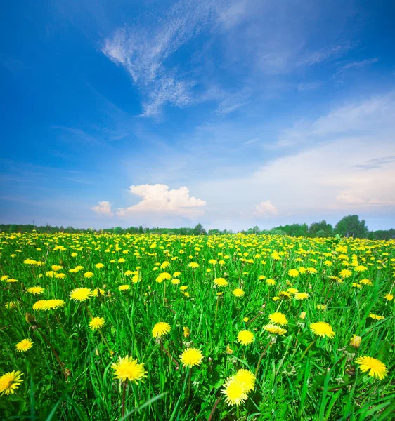 Gele bloemen veld — Stockfoto