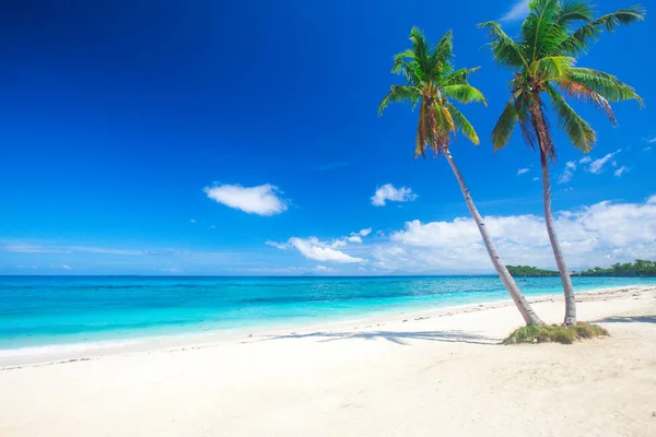Kokospalmen op strand — Stockfoto