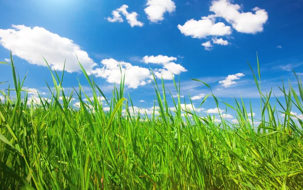 Grünes Sommergras — Stockfoto