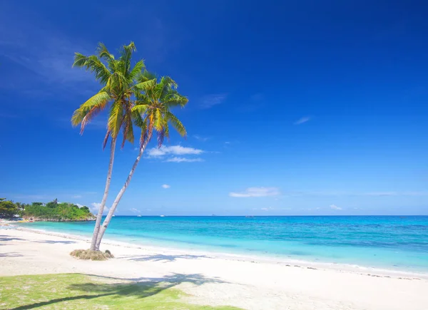 Coconut palms on beach — Stock Photo, Image