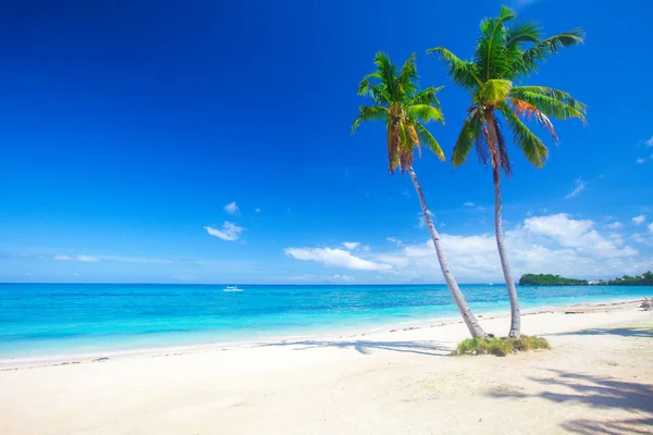 Cocoteros en la playa — Foto de Stock