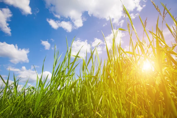 Groene zomer gras — Stockfoto