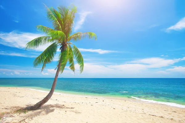 Coconut palm op strand — Stockfoto