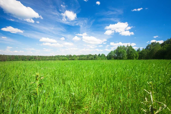 Campo estivo verde — Foto Stock