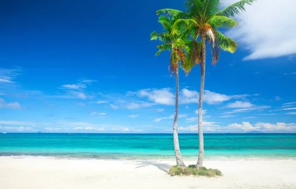 Hindistan cevizi avuç içi Beach — Stok fotoğraf