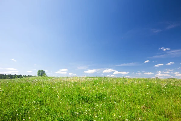 Zelené letní pole — Stock fotografie
