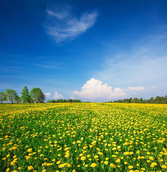 Campo de flores amarelas — Fotografia de Stock