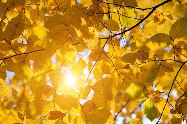 Yellow autumn leaves — Stock Photo, Image