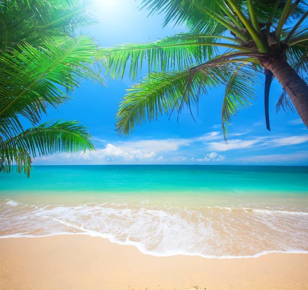 Ramas de palmeras en la playa — Foto de Stock