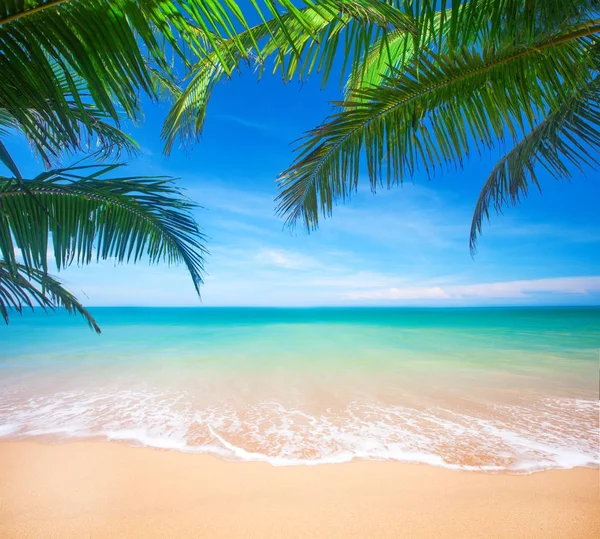 Palm en tropisch strand — Stockfoto