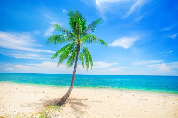 Tropische Strand Met Kokospalm — Stockfoto