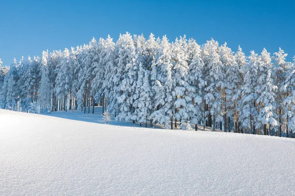Winterlandschap Van Matte Bomen Zonnige Ochtend — Stockfoto