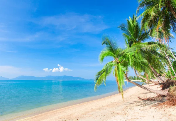 Playa Romántica Lujo Con Palmeras — Foto de Stock