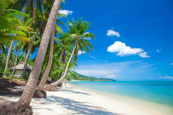 Tropischer Strand Mit Kokospalmen — Stockfoto