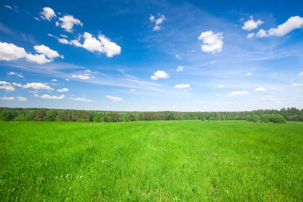 Green Field Blue Cloudy Sky — Stock Photo, Image