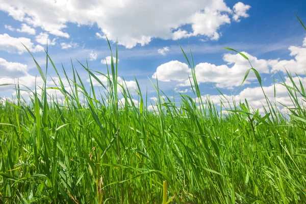 Grama Verão Verde Céu — Fotografia de Stock