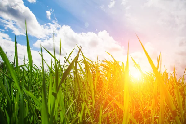 Sonnenuntergang Und Dreen Saftigen Gras — Stockfoto