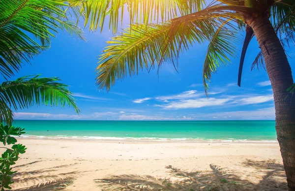 Palm Och Tropisk Strand — Stockfoto