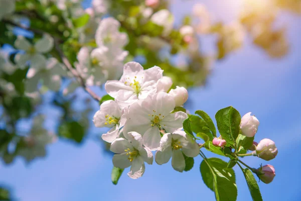 Blossom Äppelträd Sky Bakgrunden — Stockfoto