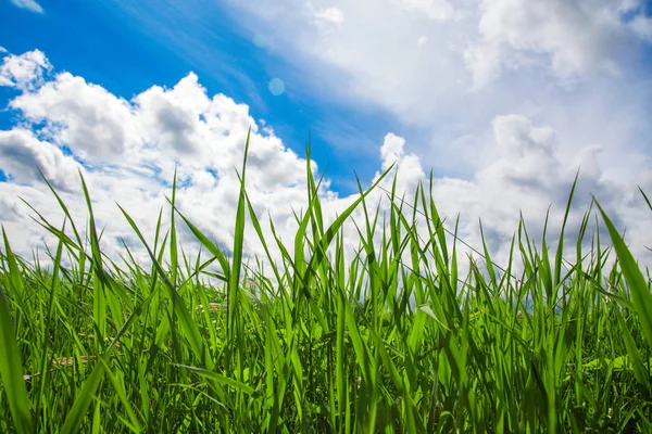 Grass Cloudy Sky — Stock Photo, Image