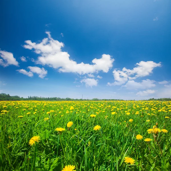 Gelbe Blumen Feld Unter Blauem Bewölkten Himmel — Stockfoto