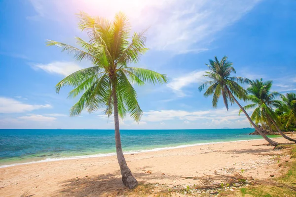 热带海滩 有椰子树和蓝天 — 图库照片