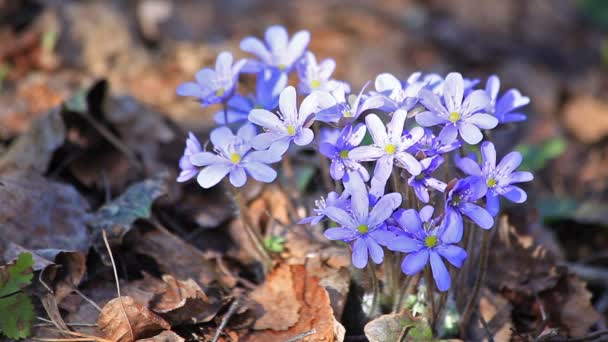 Närbild Vackra Lila Blommor Höstlig Skog — Stockvideo