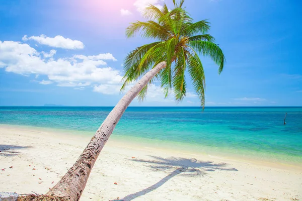 Удивительный Выстрел Пляжа Кокосового Сливового Дерева — стоковое фото