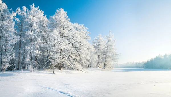 Panorama pięknego zimowego parku — Zdjęcie stockowe