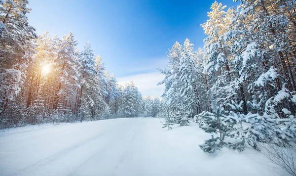 Estrada de inverno de neve na bela floresta — Fotografia de Stock