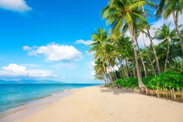 海滩和椰子棕榈树 — 图库照片