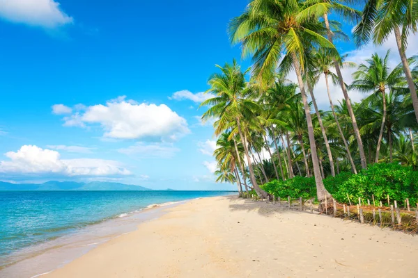 Playa y cocoteros — Foto de Stock