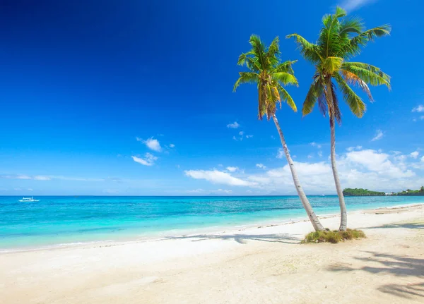 Panoramisch Tropisch Strand Met Kokospalm — Stockfoto