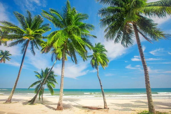 Mooi Tropisch Strand Met Kokospalmen — Stockfoto