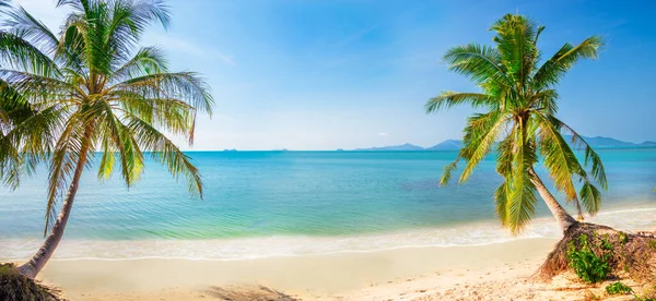 Praia Tropical Panorâmica Com Coqueiro — Fotografia de Stock