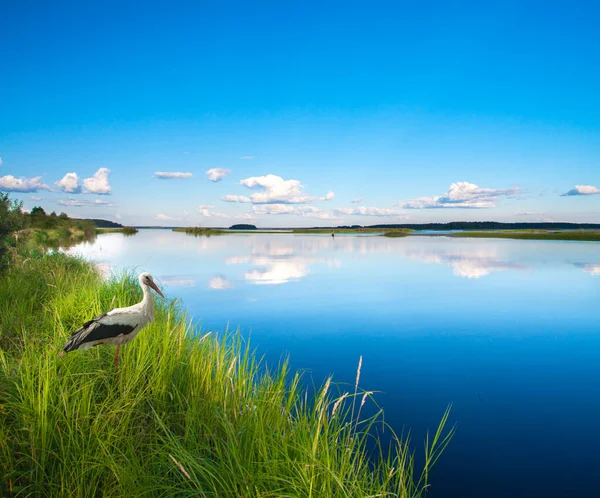Beautiful Summer Lake Stork — Stock Photo, Image