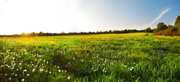 Fiori Gialli Collina Tramonto — Foto Stock