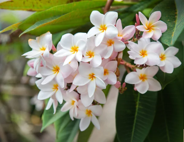 Hermosas Flores Plumeria Rosa Blanca —  Fotos de Stock